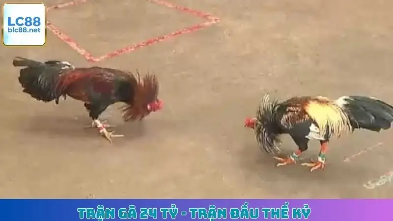 Trận Gà 24 Tỷ